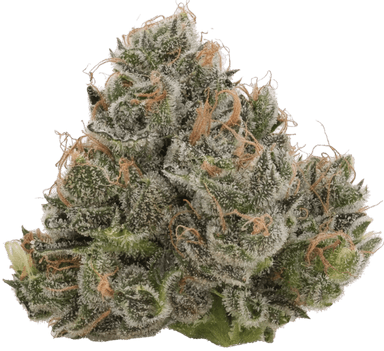 Northern Lights